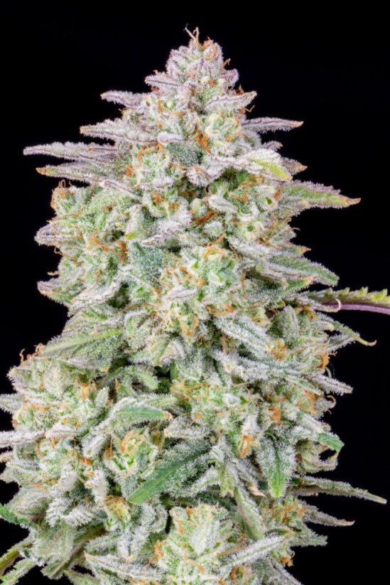 Fast Buds Cannabis Seeds Forbidden Runtz Auto