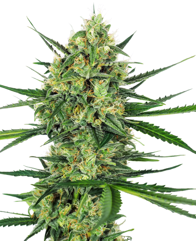 Sensi Seeds Sementes de Cannabis Tangerine Sugar® Feminizadas, 3-10 unidades