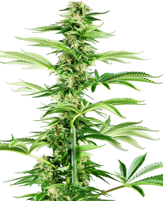 Sensi Seeds Cannabisfrön Honey Melon Haze Feminized, 3-10 st