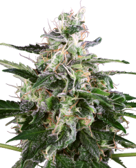 Sensi Seeds Cannabisfrø White Skunk Automatisk Feminiseret af White Label, 3-10 stk.