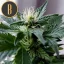 Blimburn Seeds Семена от канабис Kabrales Auto