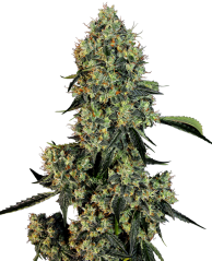 Sensi Seeds Cannabis Seeds OG Kush Feminized by White Label, 3-10 kpl