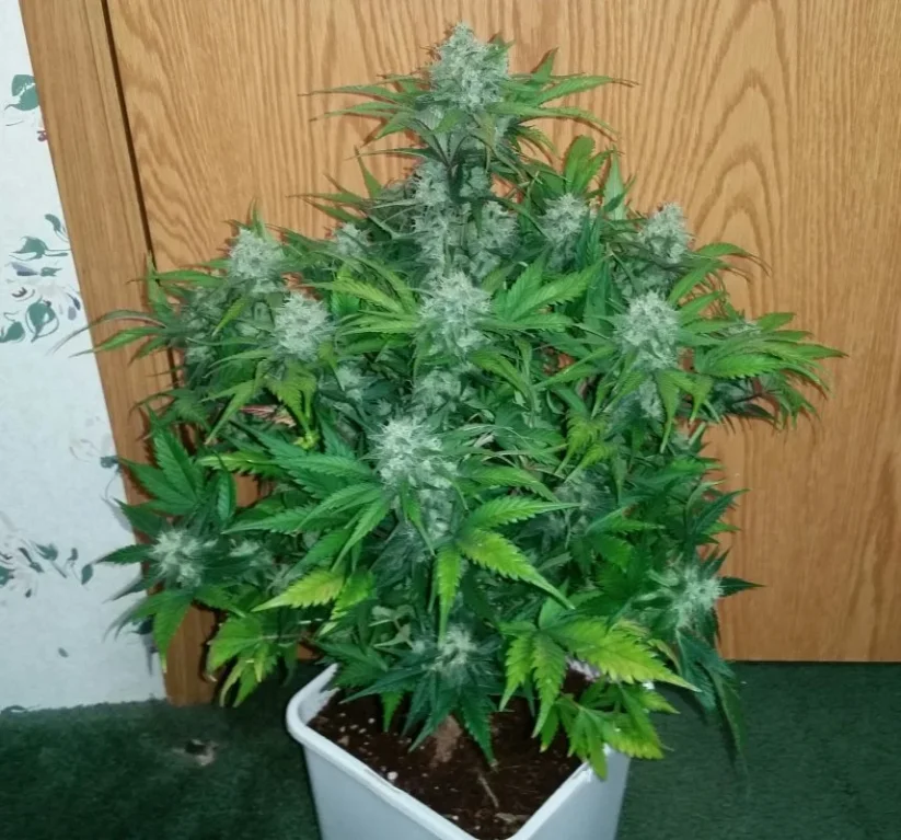 Fast Buds Cannabis Seeds Green Crack Auto