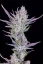 Fast Buds Cannabis Seeds Vestuviniai klijai Auto