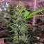 Blimburn Seeds Насіння коноплі Grizzly Purple Auto