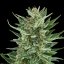 Royal Queen Seeds Семена от канабис Easy Bud Auto