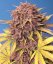 Fast Buds Cannabis Seeds Purple Lemonade Auto