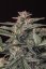 Semillas de Marihuana Fast Buds White Widow Auto