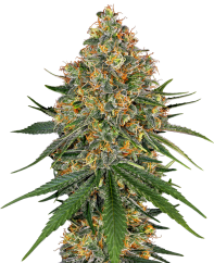 Sensi Seeds Cannabis Seeds White Cheese Feminized by White Label, 3-10 kom