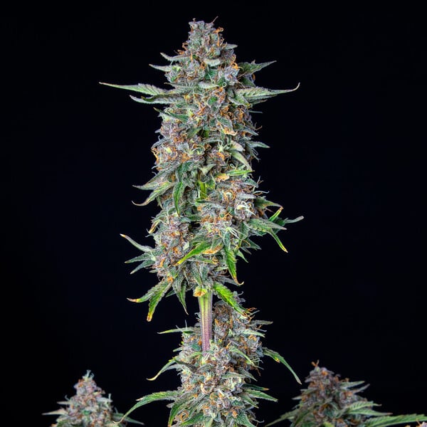 Royal Queen Seeds Насіння коноплі Do-si-dos Auto