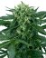 Sensi Seeds კანაფის თესლი Sensi Amnesia Automatic Feminized, 3-10 ც.