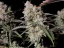 Fast Buds Sementes de Cannabis Gorilla Zkittlez Auto