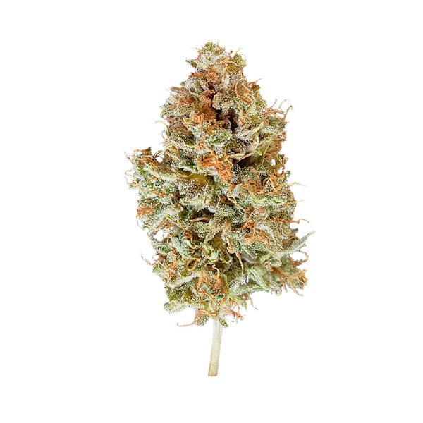 Royal Queen Seeds Żerriegħa tal-Kannabis Easy Bud Auto