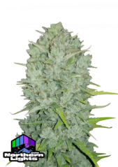 Fast Buds Sementes de Cannabis Northern Lights Auto