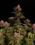 Fast Buds Cannabis Seeds Purple Lemonade FF