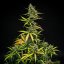 Royal Queen Seeds Cannabis Seeds Mimosa Auto