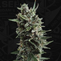 T.H.Seeds™ Насіння коноплі Auto Critical HOG™, різні упаковки, фемінізовані