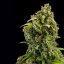 Royal Queen Seeds Cannabis Seeds Diesel Auto