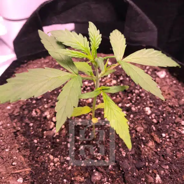 Blimburn Seeds Cannabiszaden Grizzly Purple Auto