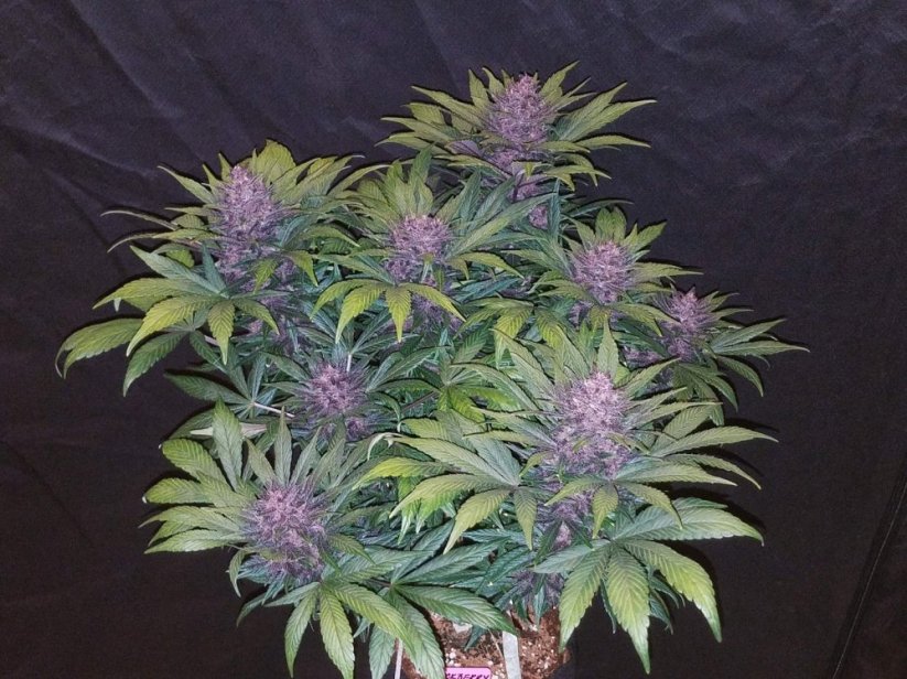 Semena konoplje Fast Buds Blackberry Auto