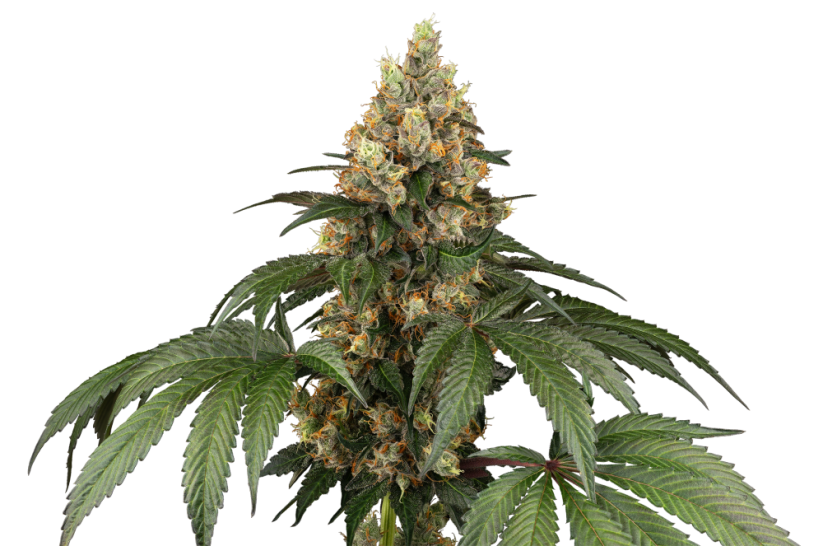 Sensi Seeds Cannabis Seeds Chocolate Rainbow XXL® Feminized, 3-10 τμχ