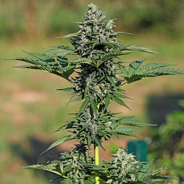 Royal Queen Seeds Graines de cannabis Royal Gorilla Auto