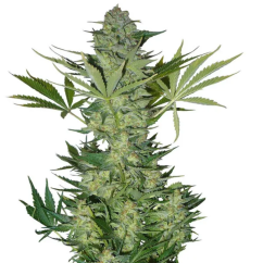 Semillas de Cannabis Fast Buds Russian Auto