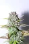 Fast Buds Cannabis Seeds G14 Auto