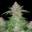 Fast Buds Cannabis Seeds Braškių pyragas Auto