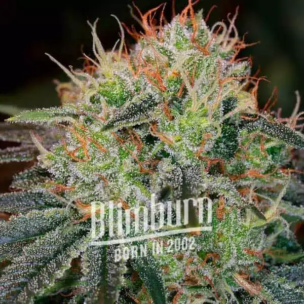 Blimburn Seeds Семена от канабис Fat Bastard Auto