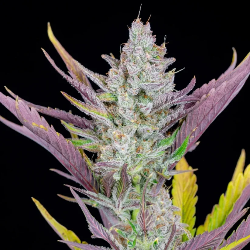 Fast Buds Cannabis Seeds Esküvői ragasztó Auto