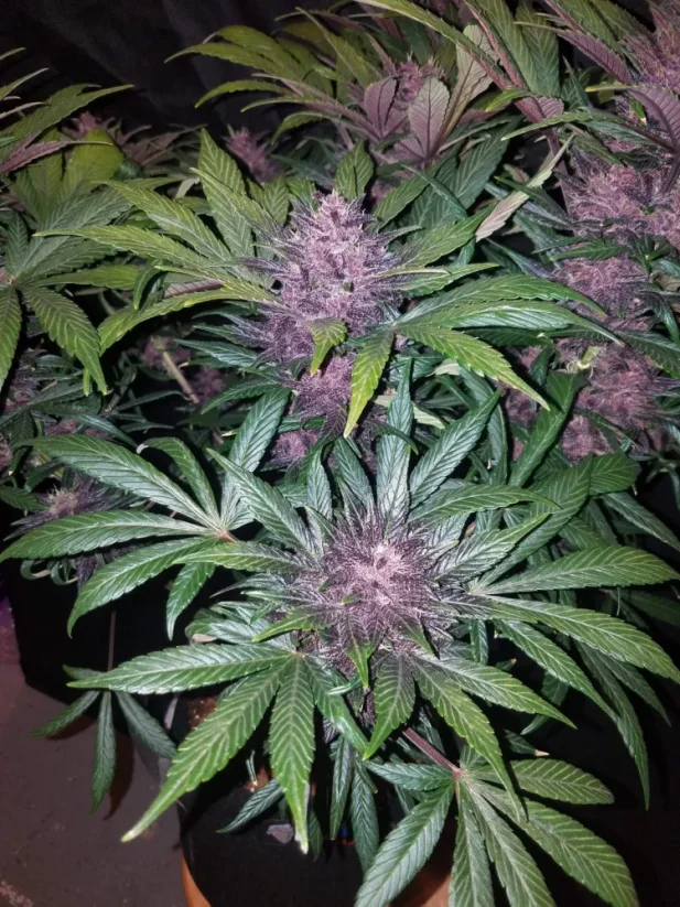 Fast Buds Esrar Tohumları Blackberry Auto