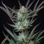 Royal Queen Seeds კანაფის თესლი Purple Punch Auto