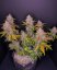 Fast Buds Cannabis Seeds LSD-25 Auto