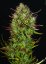 T.H.Seeds™ Cannabis Seeds Auto MK-Ultra™, forskellig pakke, feminiseret