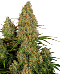 Sensi Seeds Σπόροι Κάνναβης Sticky Orange XXL Automatic Feminized, 3-10 τμχ