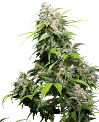 Sensi Seeds Hạt giống cần sa California Indica® Feminized, 3-10 hạt