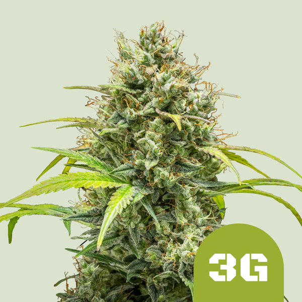 Royal Queen Seeds Kanapių sėklos Triple G Auto