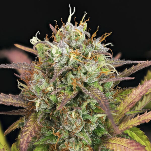 Royal Queen Seeds Semi di cannabis Purple Punch Auto