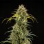 Royal Queen Seeds Cannabis Seeds Triple G Auto