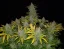 Semillas de Marihuana Fast Buds Rhino Ryder Auto