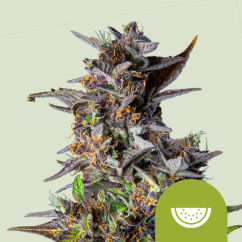 Royal Queen Seeds Канабис Семена Диня Авт