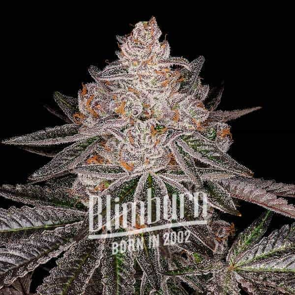 Blimburn Seeds კანაფის თესლი Apple Fritter Auto