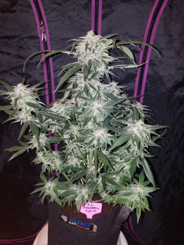 Fast Buds Sementes de Cannabis Tangie Auto