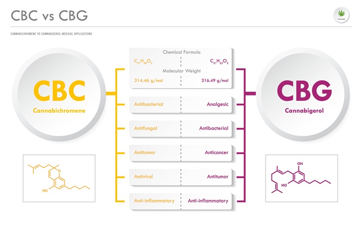 CBC vs CBG, Cannabichromene vs Cannabigerol horizontální obchodní infografická ilustrace o konopí jako bylinné alternativní medicíně a chemické terapii, zdravotnictví a lékařské vědě